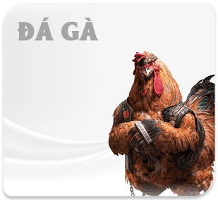 Đá gà